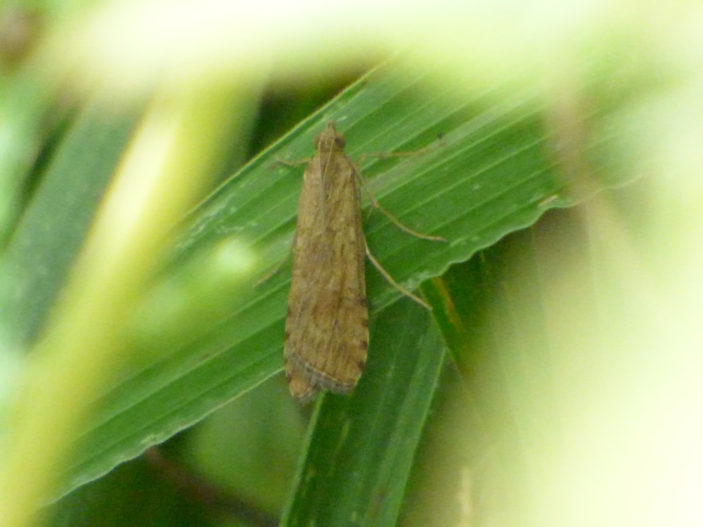 Pediasia contaminella? No, Nomophila noctuella, Crambidae